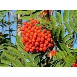 Sedmikráska ovocný sirup Jeřábina 0,5 l – Hledejceny.cz