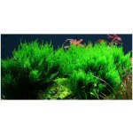 Taxiphyllum sp. Flame Moss – Zboží Dáma