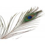 Paví peří délka 70-110 cm paví přírodní 1 ks – Sleviste.cz