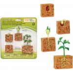 SAFARI Životní cyklus Zelená fazole – Hledejceny.cz