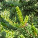 Borovice osinatá Pinus aristata osivo borovice 5 ks – Hledejceny.cz