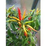 Suryamukhi Cluster – Zboží Dáma