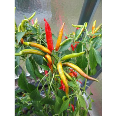 Suryamukhi Cluster – Zboží Dáma