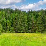 Smrk ztepilý Picea abies semena 8 ks – Hledejceny.cz