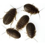 Šváb argentinský - Blaptica dubia 1 ks – Zboží Dáma