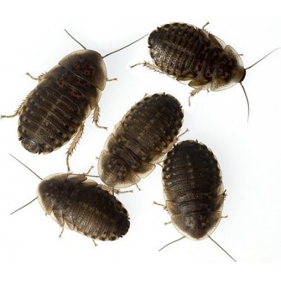 Šváb argentinský - Blaptica dubia 1 ks – Zboží Dáma