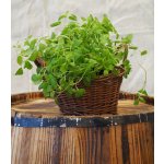 Majoránka zahradní - Majorana hortensis - semena majoránky - 0,5 g – HobbyKompas.cz