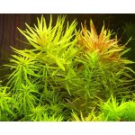 Limnophila aromatica - Bahnatka vonná – Hledejceny.cz