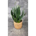 Sansevieria Black diamond 14 cm – Zboží Dáma