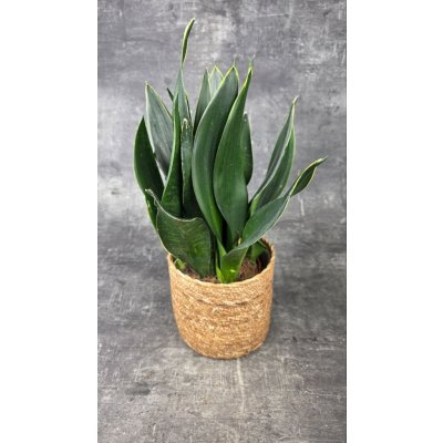 Sansevieria Black diamond 14 cm – Zboží Dáma