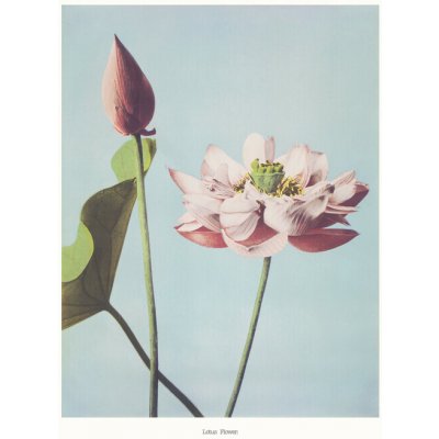 Plakát, Obraz - Lotus Flowers, Ogawa Kazumasa, 30 × 40 cm – Zboží Dáma