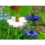 Grešík Černucha semeno 50 g – Zboží Dáma Grešík Černucha semeno 50 g – Zboží Dáma