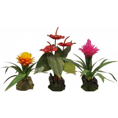 Lucky Reptile Bromélie Guzmania červená 35 cm