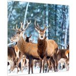 Obraz - Stádo jelenů, jednodílný 50x50 cm – Hledejceny.cz