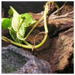 Robimaus Lignocel 3 l – Hledejceny.cz