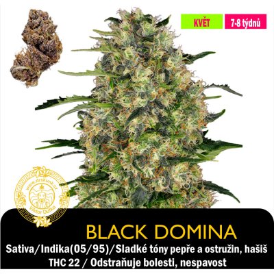 Drskunk Black Domina Feminizováno semena neobsahují THC 1 ks – Zboží Mobilmania