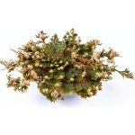 Botanic Růže z Jericha - Celá rostlina 1 ks – Zboží Mobilmania