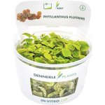 Phyllanthus fluitans – Zboží Dáma