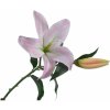 Květina Lilie-lilium růžová V69 cm