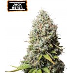 Seedstockers Jack Herer semena neobsahují THC 3 ks – Sleviste.cz