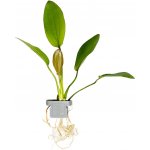 Echinodorus barthii – Sleviste.cz