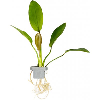 Echinodorus barthii – Sleviste.cz