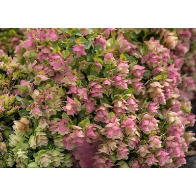 Origanum rotundifolium 'Kent Beauty' Velikost hrnku: 2 l – Sleviste.cz