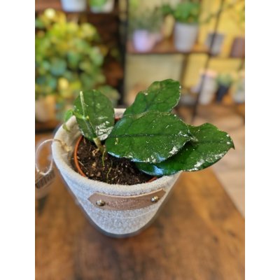 Hoya Villosa – Sleviste.cz