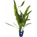 Echinodorus uruguayensis - Šípatkoves uruguayský – Zboží Dáma
