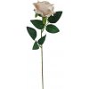 Růže krémová X5791-26