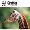 Kalendář WWF Giraffes Square Wall Carousel Diaries 2023 2024