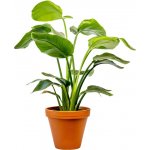 Gardners Strelitzia nicolai, průměr 17 cm Strelície natálská – Zboží Mobilmania