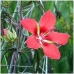 Ibišek šarlatový - Hibiscus coccineus - prodej semen - 5 ks – Zboží Mobilmania