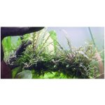 Hygrophila pinnatifida - Mokřanka peřenoklaná – Zboží Dáma