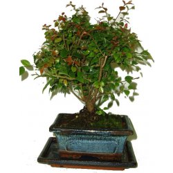 Pokojová bonsai Sagerethia thea 654