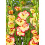 Mečík nanus 'Las vegas' 5 ks – Zboží Dáma