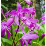 Bletilla striata – košík 9x9 cm – Zboží Dáma
