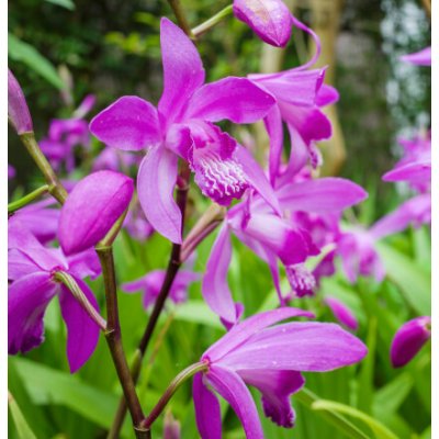 Bletilla striata – košík 9x9 cm – Zboží Dáma