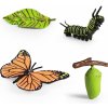 Živá vzdělávací sada Motýl a jeho růstový vývoj