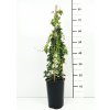 Květina Parthenocissus tricuspidata 'Minutifolia' Prodejní velikost: 030/050, Velikost hrnku: 3 l