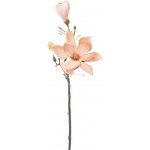KS MAGNÓLIA BL. HNEDÁ-BROSK. 58CM – Hledejceny.cz