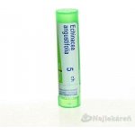 ECHINACEA ANGUSTIFOLIA POR 5CH GRA 1X4G – Hledejceny.cz