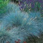 GREENBOSS FLOWER Kostřava sivá 'Blue Select' Průměr květináče: 9 až 12 cm – Sleviste.cz