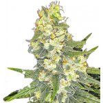 Nuka seeds PARADOX semena neobsahují THC 3 ks – Zboží Dáma