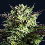 Anesia Seeds Wham Boom semena neobsahují THC 3 ks – Hledejceny.cz
