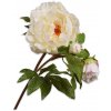Květina Pivoňka - Paeonia bílá V74 cm
