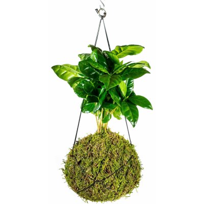 Gardners Kokedama Coffea arabica (M) Kávovník arabský 1 ks – Zboží Mobilmania