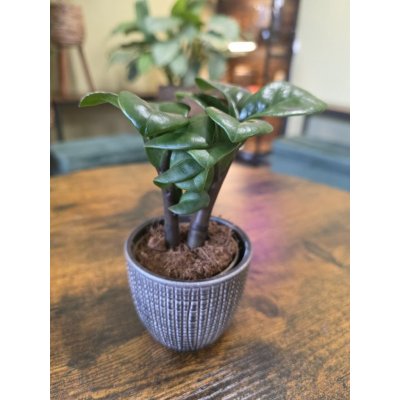 Zamioculcas Zamiifolia Zenzi 9 cm – Sleviste.cz