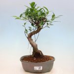 e-bonsai Pokojová bonsai - Ficus kimmen - malolistý fíkus – Hledejceny.cz