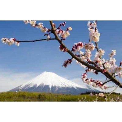 Impol Trade 8-006 vliesová fototapeta japonská sopka s květy rozměr 368 cm x 254 cm – Zboží Mobilmania